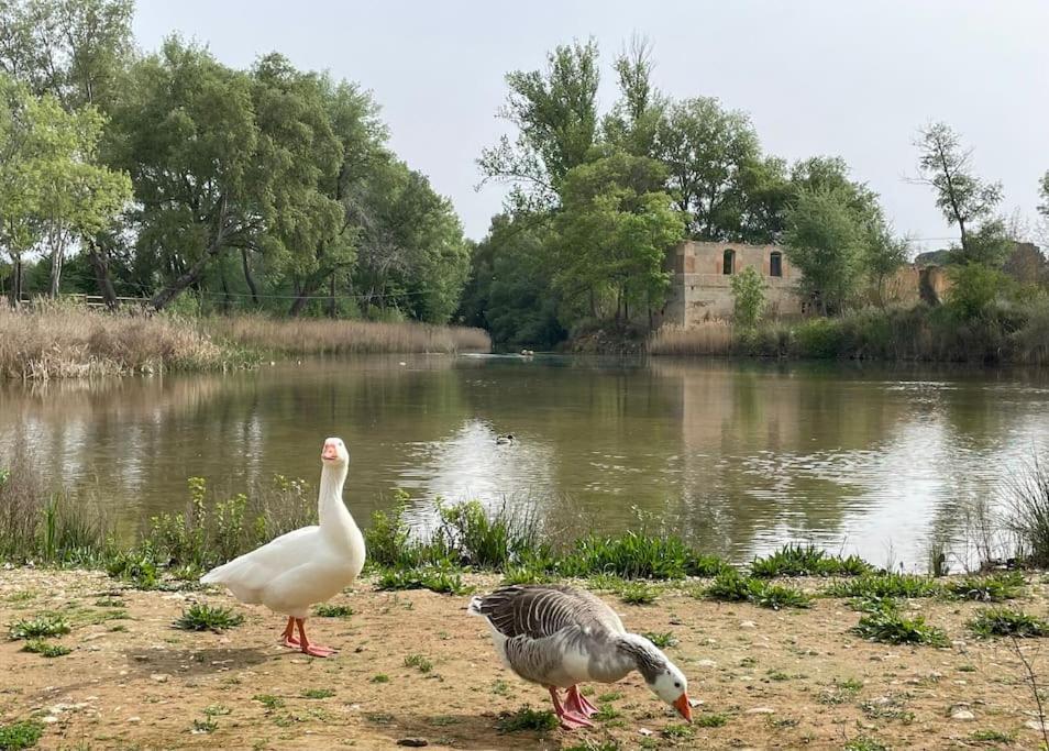Casa Rural Berta El Picazo Dış mekan fotoğraf
